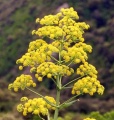 Ferula-vonyuchaya-ili-asafetida.jpg